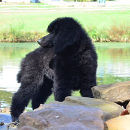 Poodle Puppies from D and D Standard Poodles