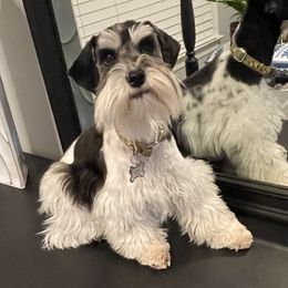 Cookie - Miniature Schnauzer