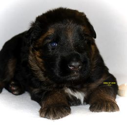 Brown Boy - Black and red male German Shepherd puppy in Alvarado, Texas from King Of Zion German Shepherds