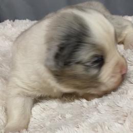 Australian Shepherd Puppies from Mullis Australian Shepherd