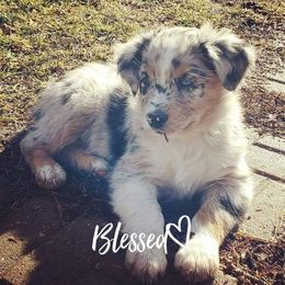Australian Shepherd Puppies from Diamond Aussies N the Rough