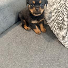 Figaro - Black and mahogany male Rottweiler puppy in Parker, Colorado from Denver Rotties