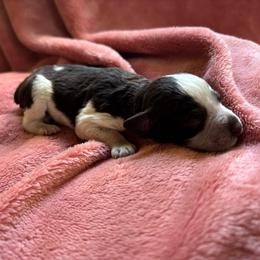 Russell - Parti male Miniature Schnauzer puppy in Plaucheville, Louisiana from Honey Doux Southern Paws