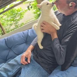 Girl hot pink - Cream female Schipperke puppy in Wagoner, Oklahoma from Melissa Davis