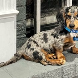 Kash - Dachshund