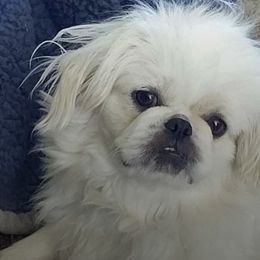 Pekingese from Miller Farm