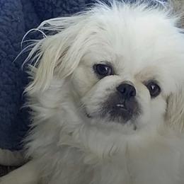 Pekingese from Miller Farm