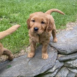 Golden Retriever Puppies from Green Mountain Golden Retrievers