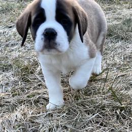 Boy 8 light green collars - Red and white male Saint Bernard puppy in New Sharon, Maine from Kimball Pond  Saint Bernards