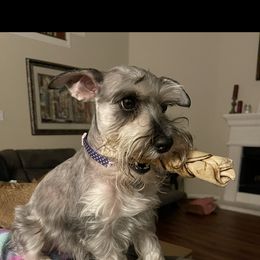 Miniature Schnauzer All Grown Up from Made with Love