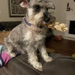 Miniature Schnauzer All Grown Up from Made with Love