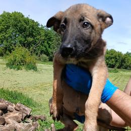 Boy 4 - Fawn sable male Belgian Malinois puppy in Marshall, Michigan from Dream K9