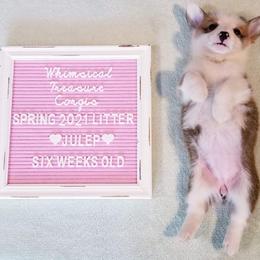 American Corgi and Pembroke Welsh Corgi Puppies from Whimsical Treasure Corgis