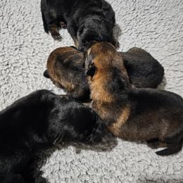 Girl 2 - Black and tan female German Shepherd puppy in Conroe, Texas from Aus der Asche German Shepherds