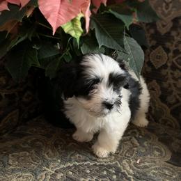 Havanese Puppies from Peace Love Havanese