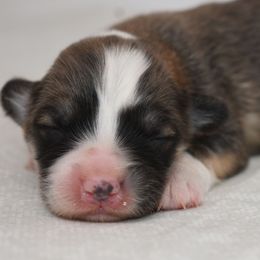 Parker - Sable male Pembroke Welsh Corgi puppy in San Antonio, Texas from Moxxi's Legacy Corgis