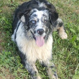 Millie June - Australian Shepherd