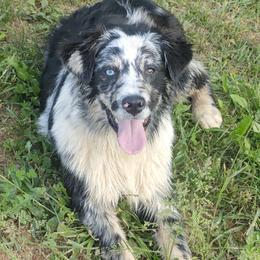 Millie June - Australian Shepherd