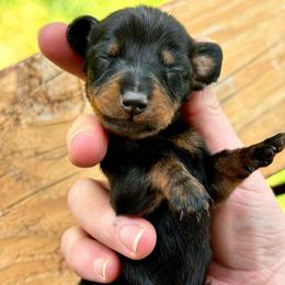 Raven - Black and tan male Dachshund puppy in Richmond, Kentucky from Cemcade Dachshunds