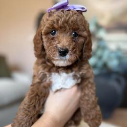 Maple - Red  female Goldendoodle puppy in Sacramento, California from GoldenDoodle Love