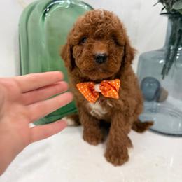 Tucker - Red  male Goldendoodle puppy in Mint Hill, North Carolina from DoodleForever