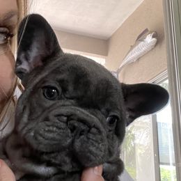 French Bulldog Puppies from Flat Face French Bulldogs