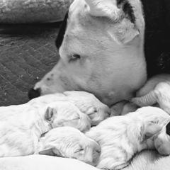 Dogo Argentino Puppies from De la Fuerza de Dios