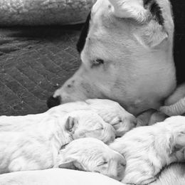 Dogo Argentino Puppies from De la Fuerza de Dios
