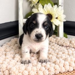 Higgins - Piebald male Dachshund puppy in Gilbertsville, Kentucky from DeLaunes Dachshunds
