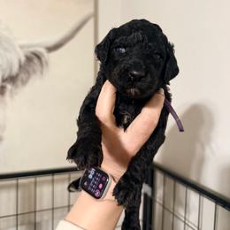Zira - Purple Band Girl - Brindle female Poodle puppy in Plainfield, New Jersey from Caris Paws Poodles and Labradoodles