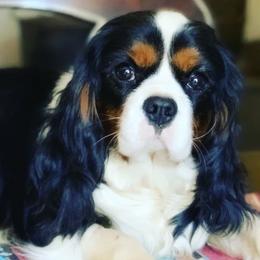 Sir Patrick - Cavalier King Charles Spaniel