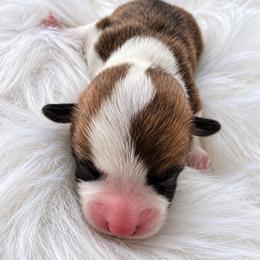Green Boy - Sable male Pembroke Welsh Corgi puppy in Port St. Lucie, Florida from AW Corgis