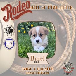 Burel - Red male Pembroke Welsh Corgi puppy in Elberta, Utah from 3F Farms- Pembroke Welsh Corgis and Irish Wolfhounds