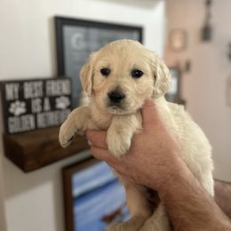 Male 7 (Grey collar) - Light golden male Golden Retriever puppy in Rainier, Washington from Hanson’s NW Goldens & Doodles