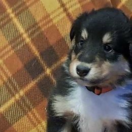 Collies from Glazier Equine