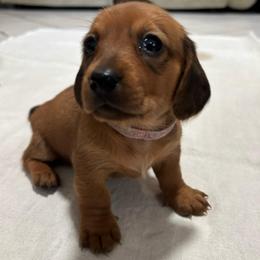 Girl 3 - Red female Dachshund puppy in Miami, Florida from Marble Dachshunds