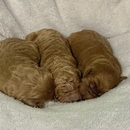 Goldendoodle Puppies from The Bruce Farm