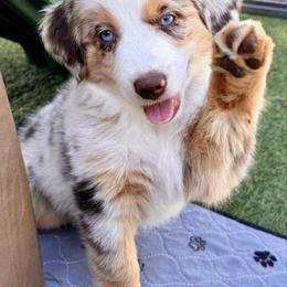 Lainey (Lainey) - Red merle female Australian Shepherd puppy in Ramona, California from Blue Moon Aussies