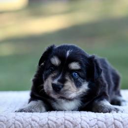 Hallelujah - Black tri female Miniature Australian Shepherd puppy in Prague, Oklahoma from Clay Creek Aussies