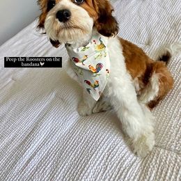 Cavapoo and Cockapoo Puppies from SunnySide Mini Doodles