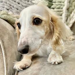 JP - Dachshund