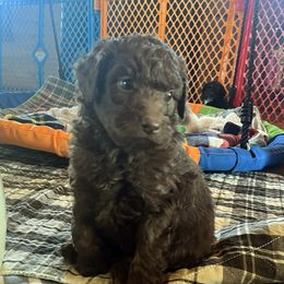 Yondu - Red male Aussiedoodle puppy in Springfield, Missouri from Doodle Dandy Bernedoodles & Aussiedoodles