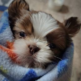 Blaze - Sable and white male Shih Tzu puppy in Wolcottville, Indiana from Ducky's Doodles