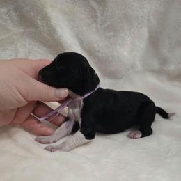 Black Widow - Black and white female Sheepadoodle puppy in Ashton, Idaho from Kerr Kanine Ranch