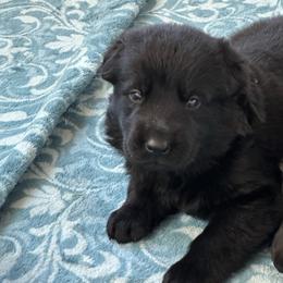 Grizz - Black male German Shepherd puppy in Winters, California from Vom Haefner German Shepherds
