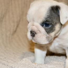Jolly - Blue tri-color female Bulldog puppy in Zionsville, Indiana from Midwest Bulldogs