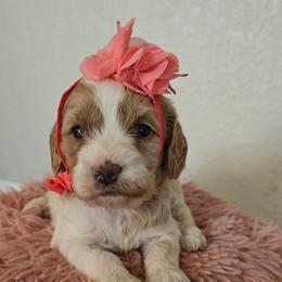 Tiana - Blenheim female Cavapoo puppy in Truckee, California from Heavenly Goldendoodles