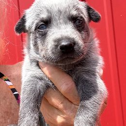 Male 2 - Blue mottled Australian Cattle Dog puppy in Morton, Mississippi from Heart K Kennels