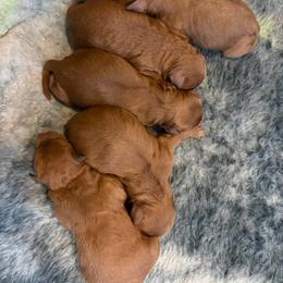 Girl 4 - Red female Cavapoo puppy in Pasco, Washington from Beth's Cavapoos