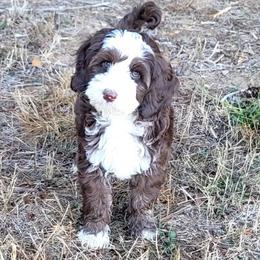 Country Morning Labradoodles Expresso - Chocolate male Australian Labradoodle puppy in Aumsville, Oregon from Country Morning Labradoodles